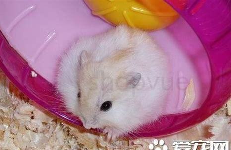 金狐仓鼠怎么养活