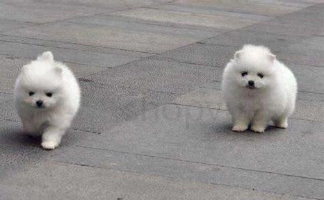 俊介犬怎么养