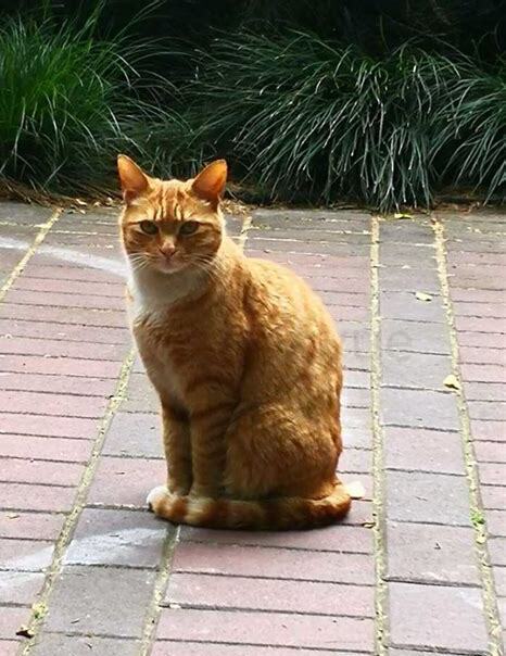 流浪猫怎么养熟