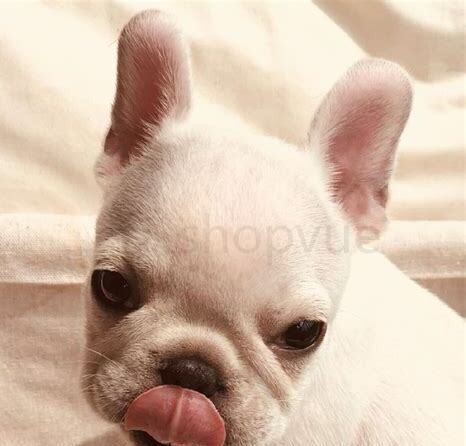 法斗幼犬怎么养胖