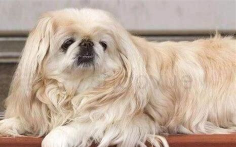 金巴狗怎么养才能长大