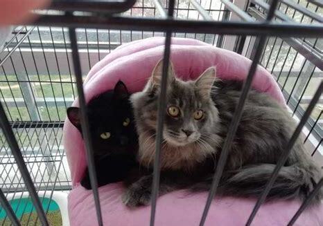 捡来的猫怎么养能听话 捡来的猫怎么养能听话
