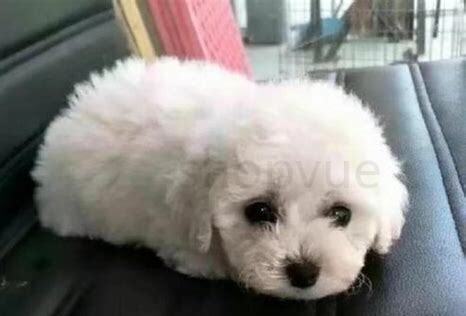 卷毛狗怎么养胖