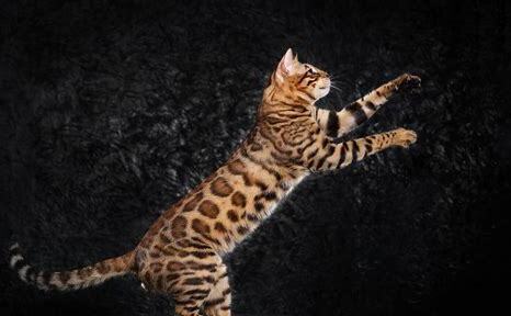 孟加拉豹猫怎么养好