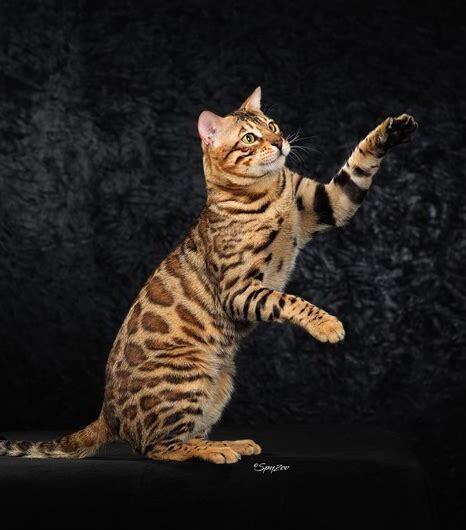 孟加拉豹猫怎么养