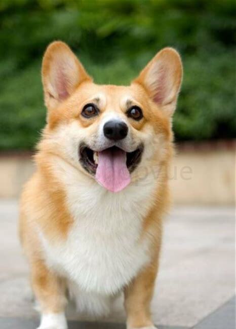 柯基犬的优缺点