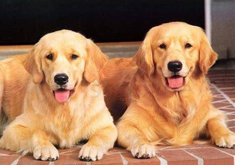 成年金毛犬怎么养比较好