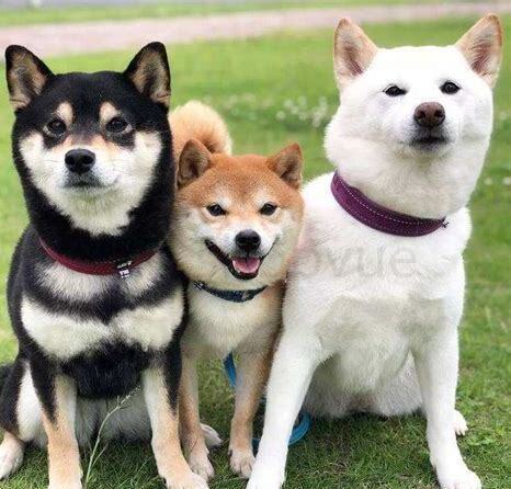 养柴犬最大的忌讳