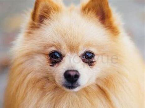 俊介犬怎么养吗
