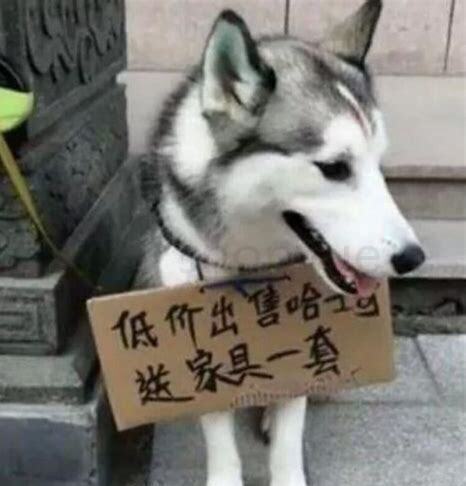 哈士奇怎么养才听话 哈士奇怎么养才听话