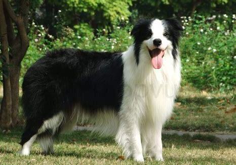 边牧犬怎么喂养