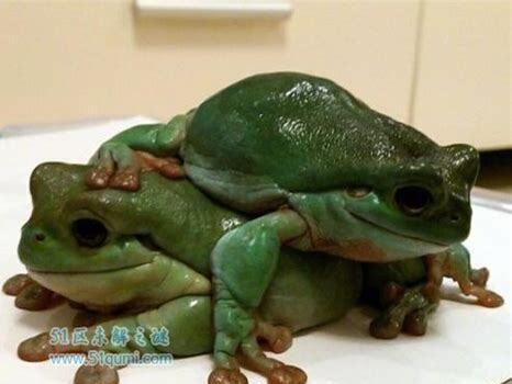 姥爷树蛙怎么养