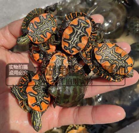 西部锦龟怎么养,教你如何饲养