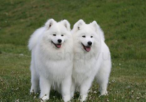萨姆耶幼犬怎么养比较好