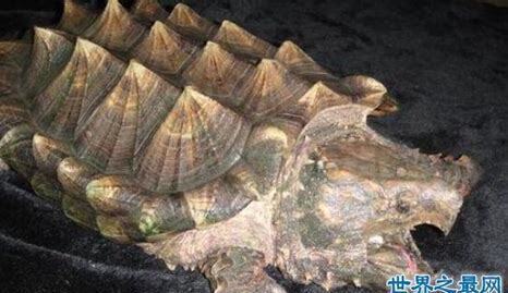 真鳄龟怎么养出好背甲
