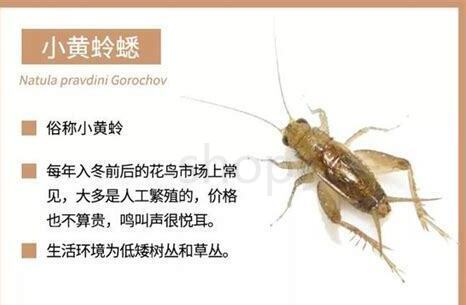 蛐蛐儿怎么养