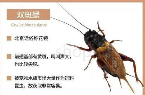 蛐蛐儿怎么养