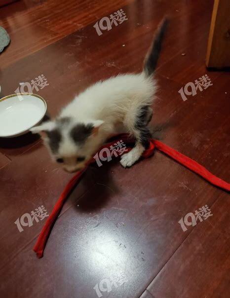 捡来的猫怎么养 捡来的猫怎么养