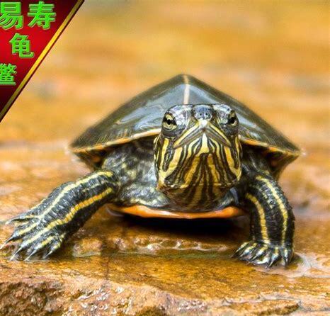 西部锦龟怎么养