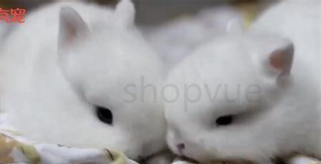小奶兔怎么养才能养活