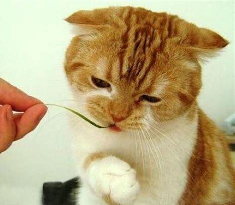 猫咪怎么养最健康 猫咪怎么养最健康