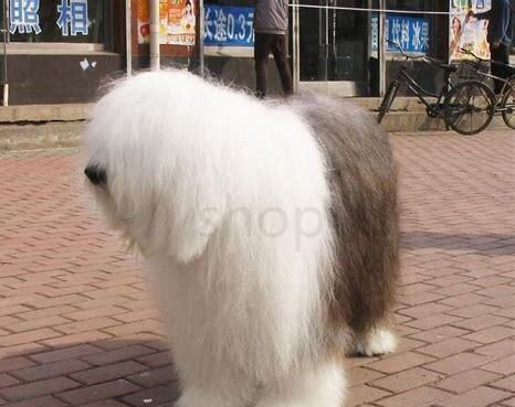 古代牧羊犬怎么养