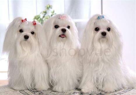 马尔济斯犬怎么养调教