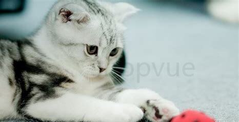 还没睁眼的小猫怎么养没有奶粉没有原来