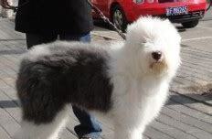 古代牧羊犬怎么养殖