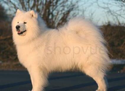 45天萨摩耶幼犬怎么养