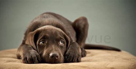 怎么养好拉布拉多犬