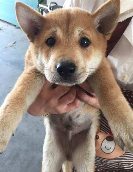 狗狗几个月开始认主人