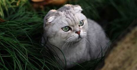 苏格兰折耳猫怎么养