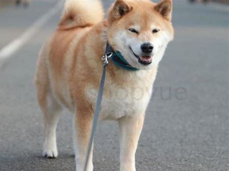 30天的狗狗怎么养 30天的狗狗怎么养