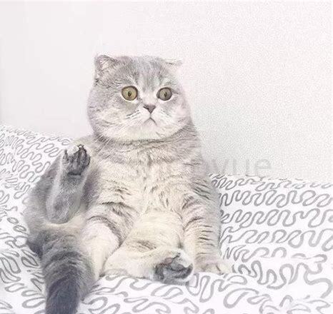 折耳猫要怎么养