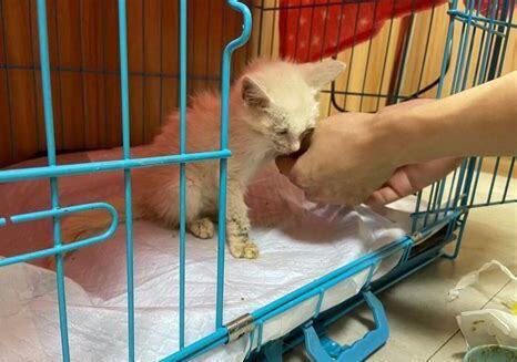 刚捡的流浪猫怎么养