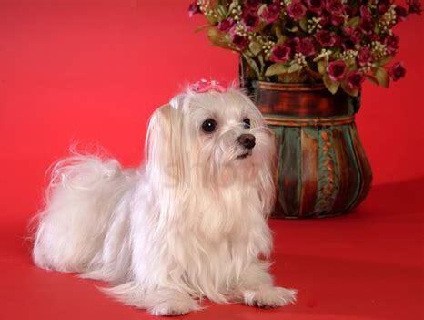 马尔济斯犬怎么养