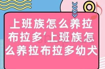 上班族怎么养哈士奇犬