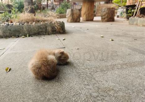 夏天小奶猫怎么养