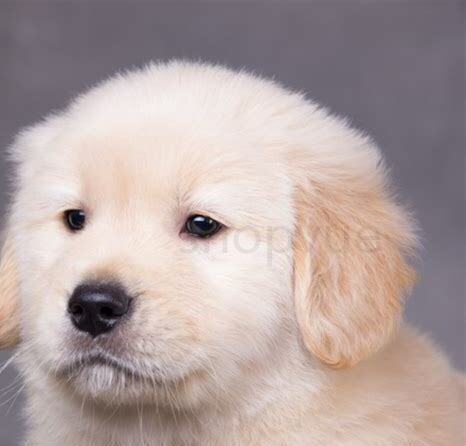 金毛犬小时候怎么养活