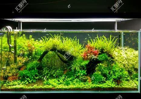 热带鱼水草怎么养
