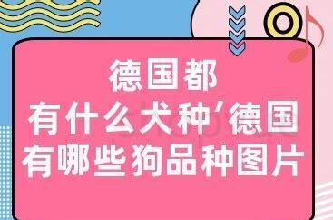 怎么让父母同意养狗子