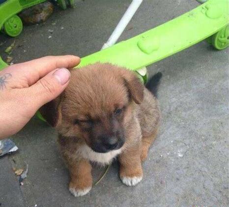 中华田园犬幼犬怎么养
