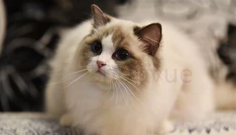才出生的猫怎么养