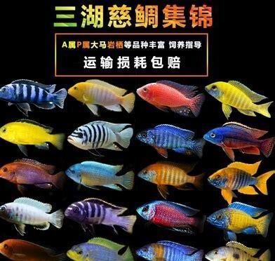 热带鱼鲷鱼怎么养殖
