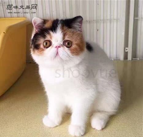 加菲幼猫怎么养