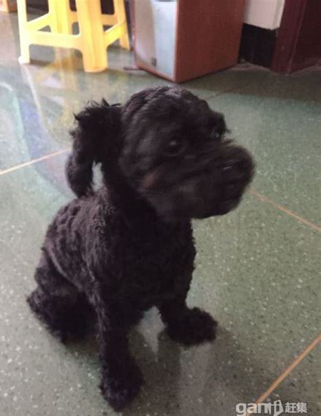 黑色泰迪狗如何养活,黑色泰迪狗怎么养