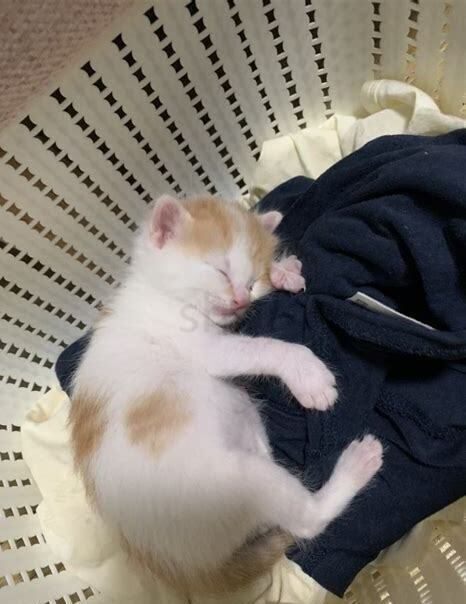 才出生的小猫怎么养