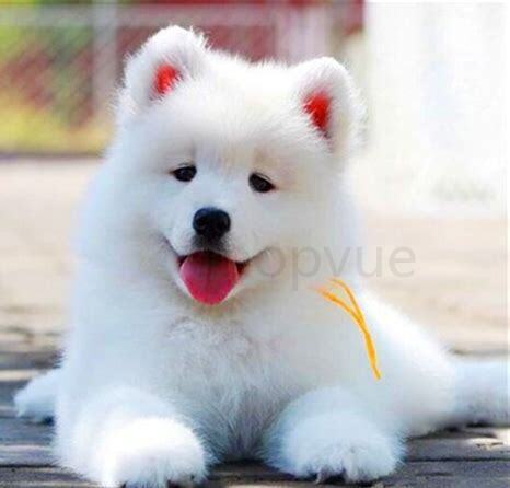 一岁萨摩耶犬怎么养才能长大