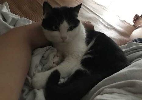 刚抱回来的小猫怎么养